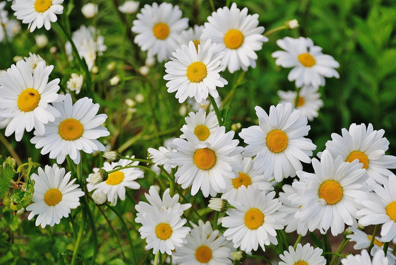Feature Flower Friday: Daisies