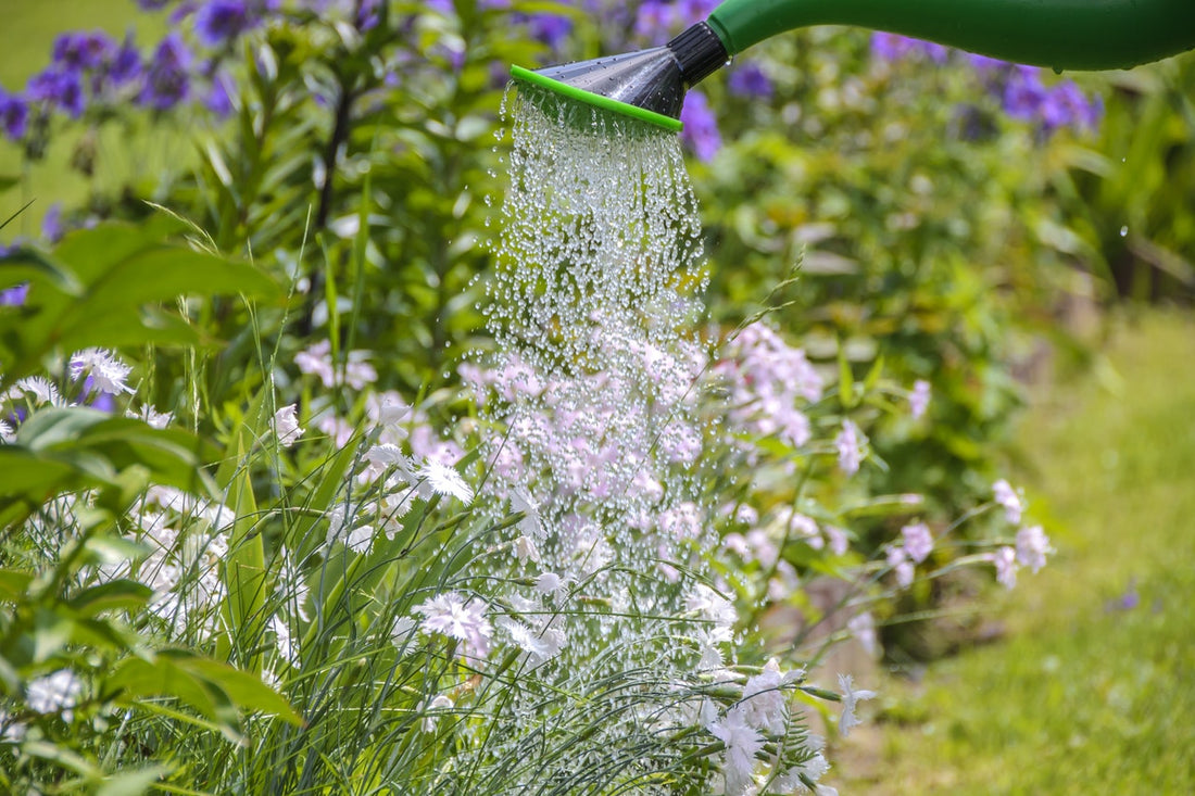 Tip of the Week: Watering While Away