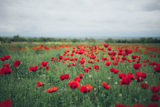 Feature Flower Friday: Poppy