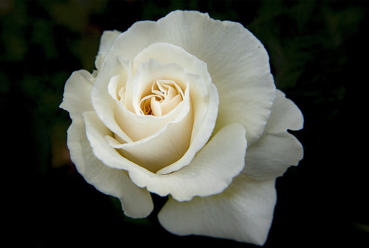 Feature Flower Friday: White Rose