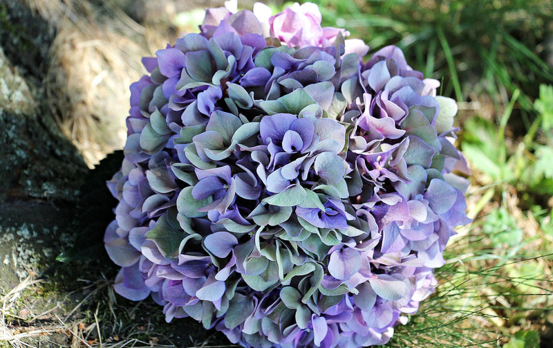 Top 7 Wedding Flowers and Why They Are Spectacular