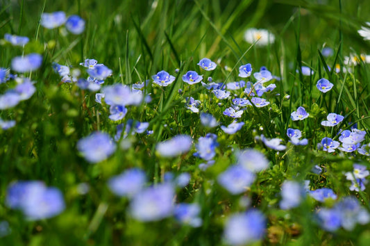 Feature Flower Friday: Veronica