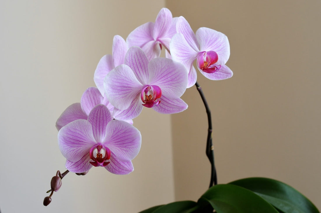 How to Make the Best Use of Phalaenopsis Orchids on Your Wedding Day
