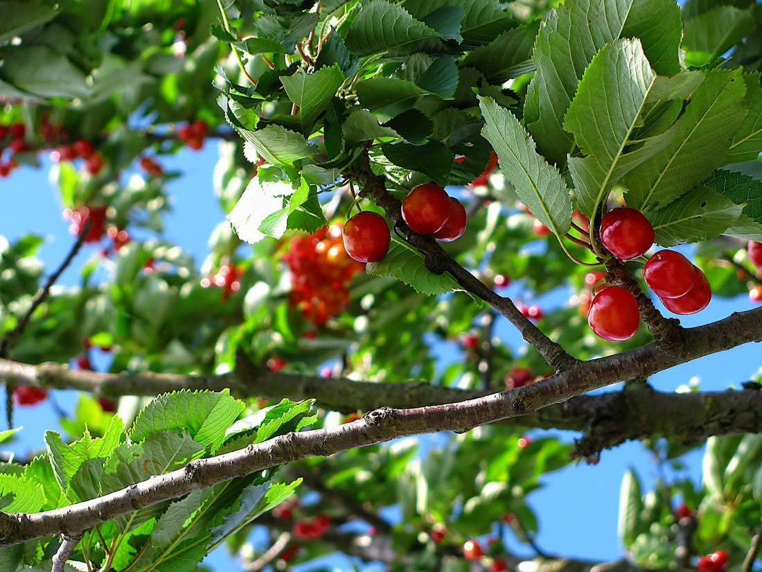 Garden of Eden Flower Shop Tip of the Week: Fruit Trees Please!