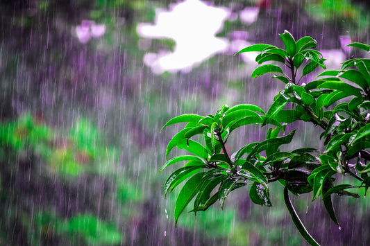 Tip of the Week: In The Rain