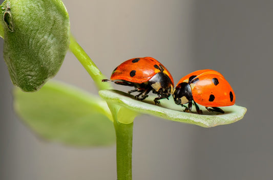 Planting Pest Defense