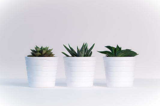 Tip of the Week: Preparing Your Pots