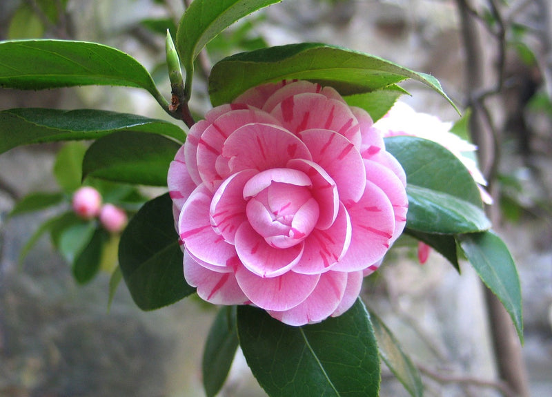 Feature Flower Friday: Camellia