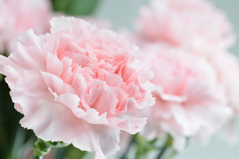 Close up of pink carnation