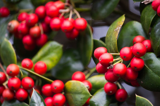 Feature Flower Friday: Holly