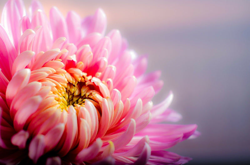Feature Flower Friday: Chrysanthemum - from Garden of Eden Flower Shop