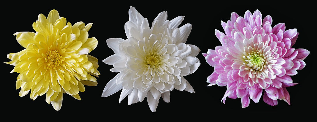 Feature Flower Friday: Chrysanthemums