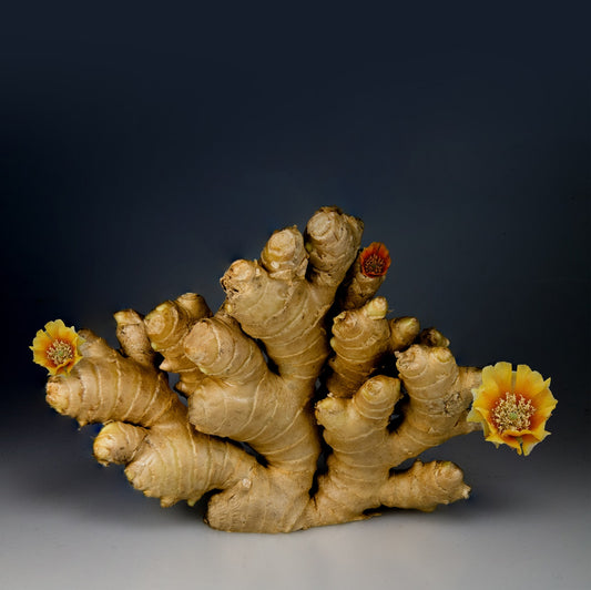 Tip of the Week: Great Ginger