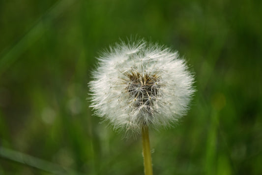 Tip of the Week: Tackling Weeds Early