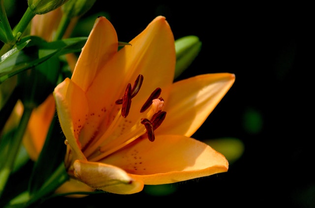 Feature Flower Friday: Daylilies