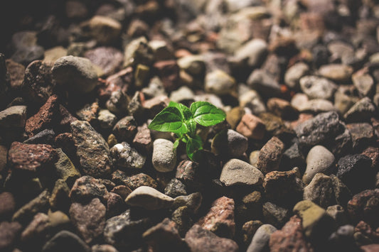 Tip of the Week: Photogenic Seeds
