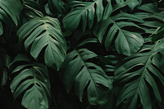 Keeping Holiday Greenery Fresh