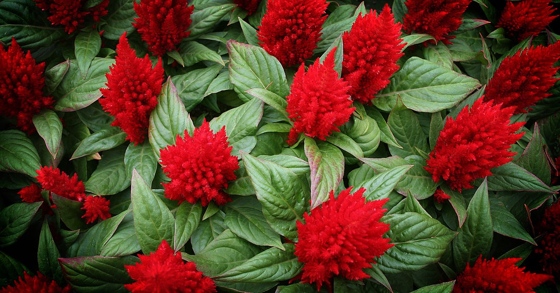 Feature Flower Friday: Cockscomb