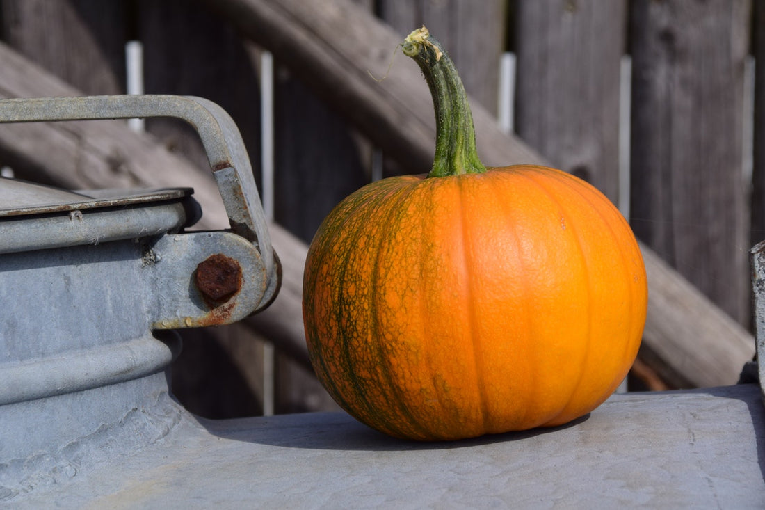 Tip of the Week: Pumpkin Protection
