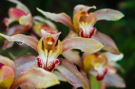 Feature Flower Friday: Cymbidiums