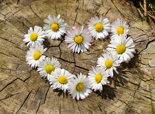 Feature Flower Friday: Daisy