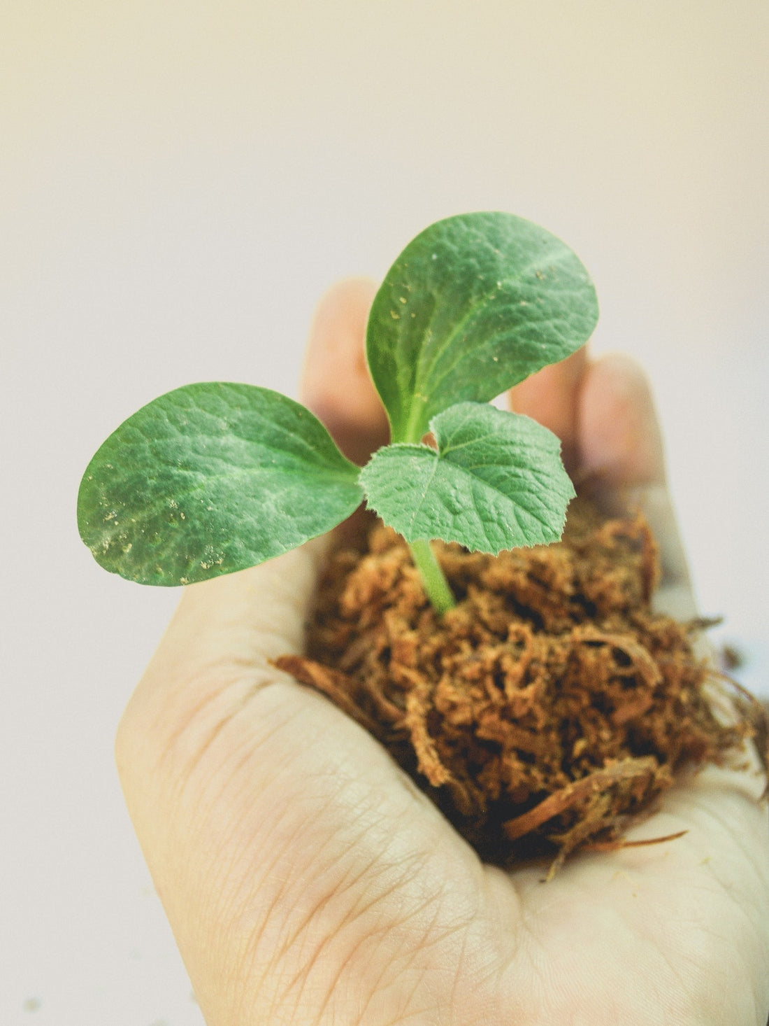 Tip of the Week: Transplanting Plants