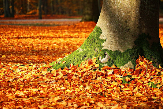 No-Frills Leaf Cleanup