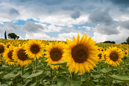 Feature Flower Friday: Sunflower