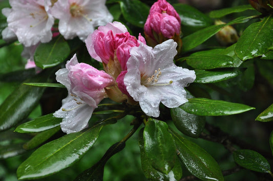 Tip of the Week: April Showers