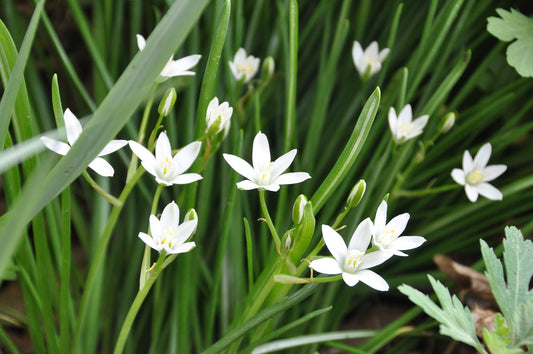 Feature Flower Friday: Star of Bethlehem