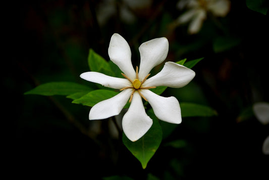 Feature Flower Friday: Gardenia