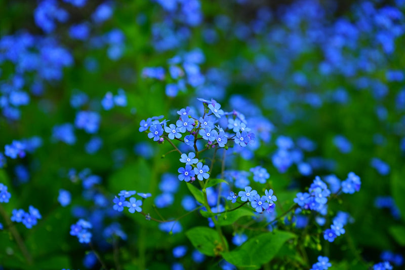 Feature Flower Friday: Forget-Me-Not