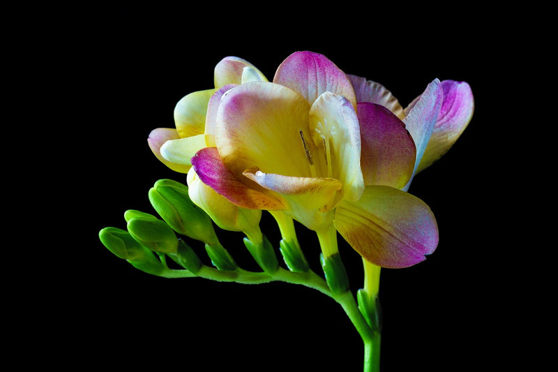 Feature Flower Friday: Freesia - from Garden of Eden Flower Shop