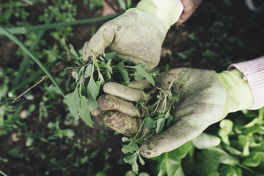 Tip of the Week: Weeding out Weeds