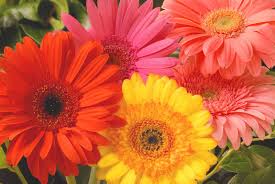 Feature Flower Friday: Gerbera Daisies - from the Garden of Eden Flower Shop