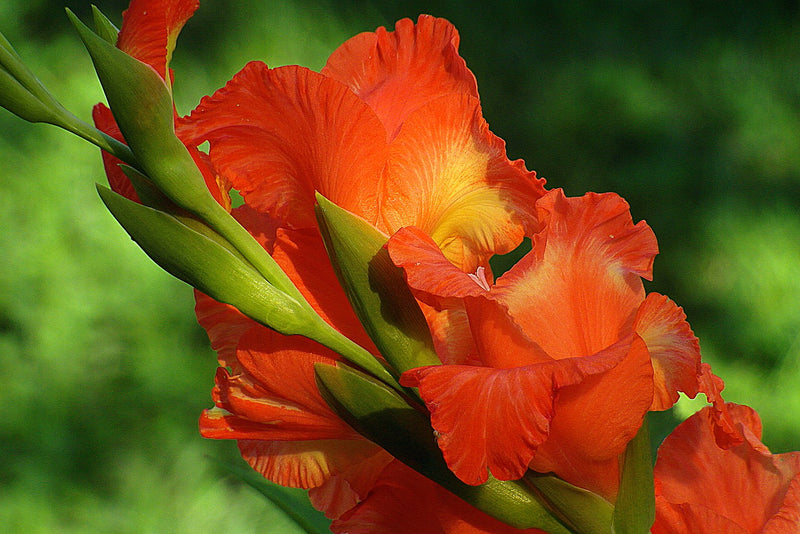 Feature Flower Friday: Gladiolus - from Garden of Eden Flower Shop