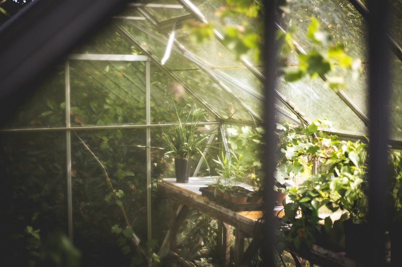 Tip of the Week: DIY Greenhouses