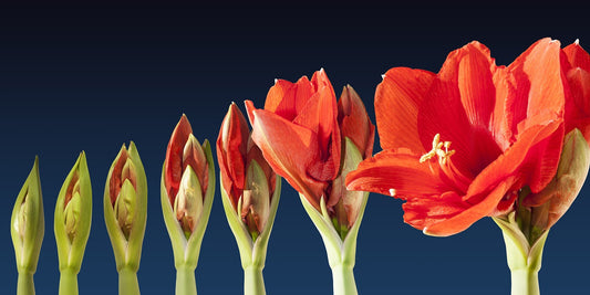 Feature Flower Friday: Amaryllis