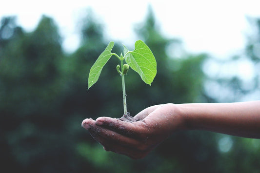 Tip of the Week: Seed Storage