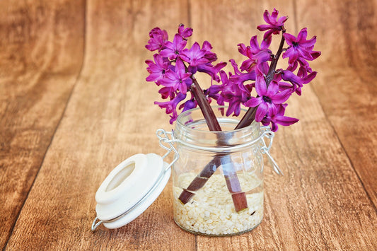 Feature Flower Friday: Hyacinth