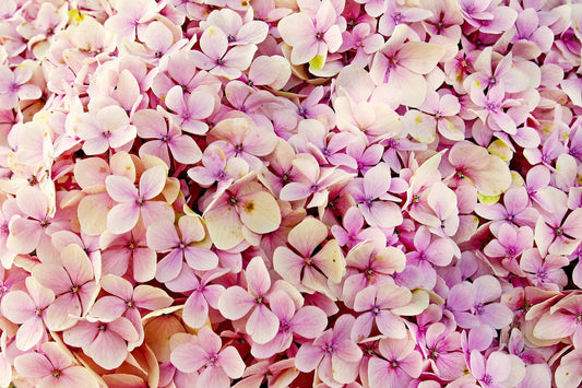 Feature Flower Friday: Hydrangeas