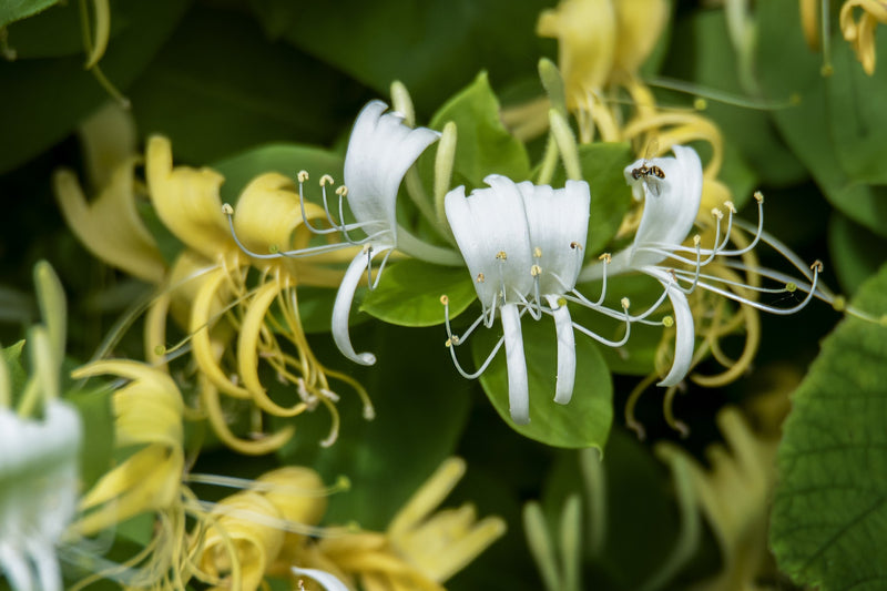 Feature Flower Honeysuckle - from Garden of Eden Flower Shop