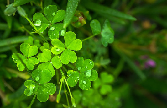 Feature Flower Friday: Shamrock