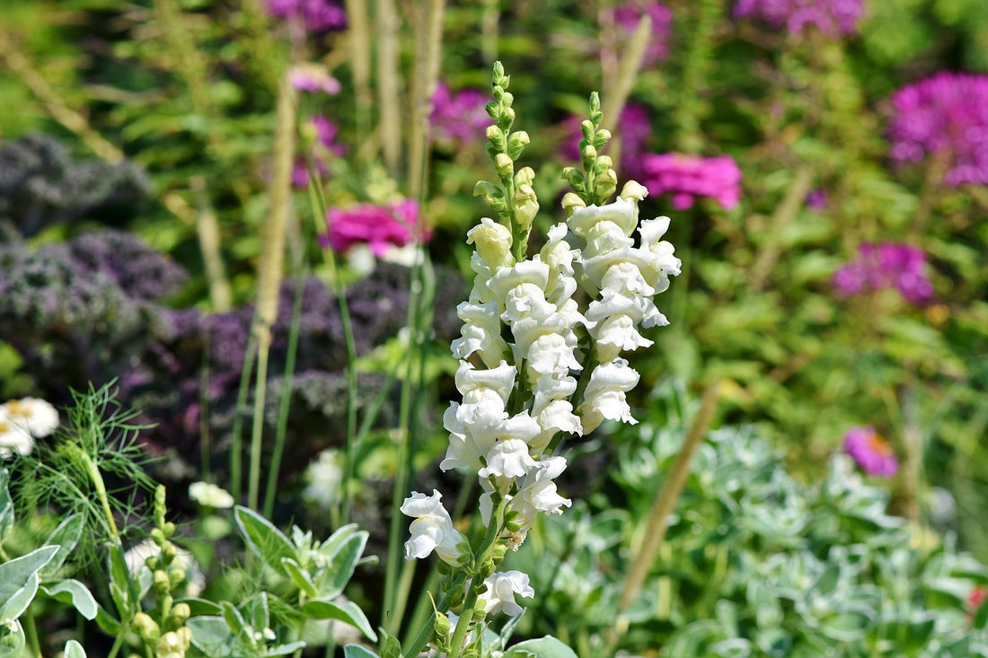 Feature Flower Friday: Snapdragons