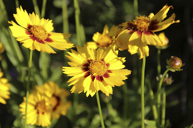 Feature Flower Friday: Coreopsis
