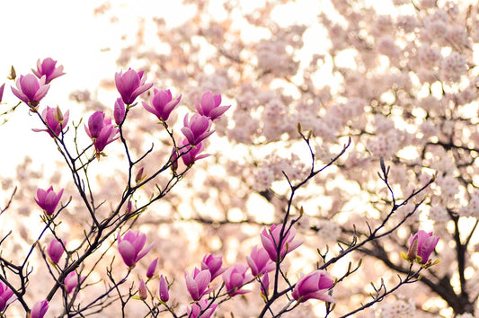 Feature Flower Friday: Magnolia