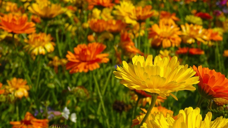 Feature Flower Friday: Marigolds - from Garden of Eden Flower Shop