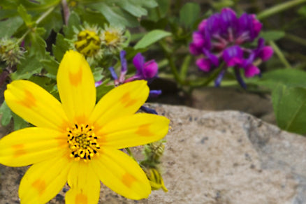 Floral Traditions in Ethiopia - from Garden of Eden Flower Shop