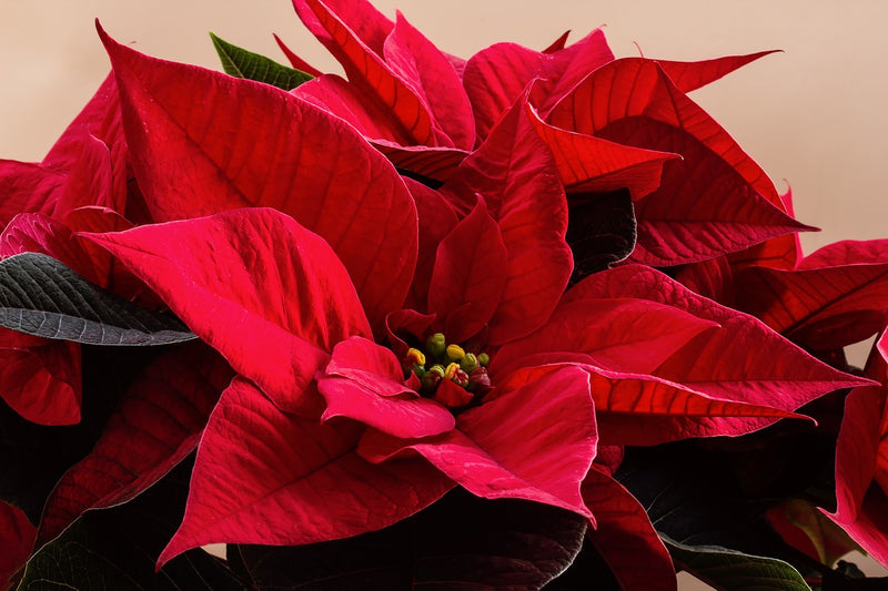 Feature Flower Friday: Poinsettia!