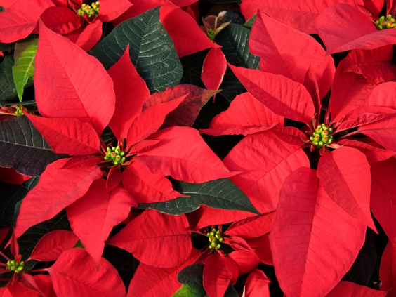 So you were gifted a lovely poinsettia for the holidays?